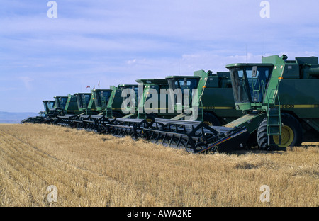 Combinant le BLÉ DE FORCE ROUX DE PRINTEMPS AVEC JOHN DEERE 9600 AVEC HEADROW MONTANA Banque D'Images