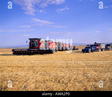 Combinant AVEC DU BLÉ DE FORCE ROUX DE PRINTEMPS 2188 CASE IH AVEC HEADROW MONTANA Banque D'Images