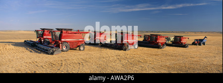 Combinant AVEC DU BLÉ DE FORCE ROUX DE PRINTEMPS 2188 CASE IH AVEC HEADROW HARDIN MT Banque D'Images