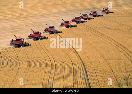 Combinant AVEC DU BLÉ DE FORCE ROUX DE PRINTEMPS 2188 CASE IH AVEC HEADROW AVEC TRACTEUR ET CHARIOT DE CÉRÉALES AU MONTANA Banque D'Images