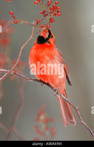 Cardinal rouge manger Multiflora Rose Fruits rouges - verticale Banque D'Images