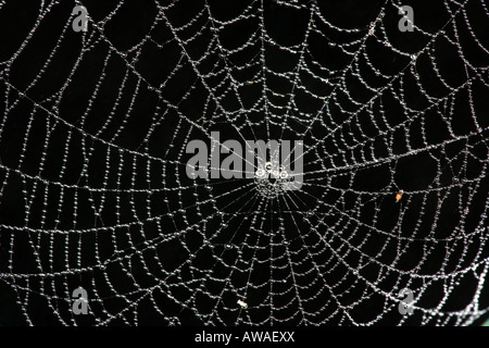 Spider web dans la forêt tropicale du parc national de Soberania, République du Panama. Banque D'Images