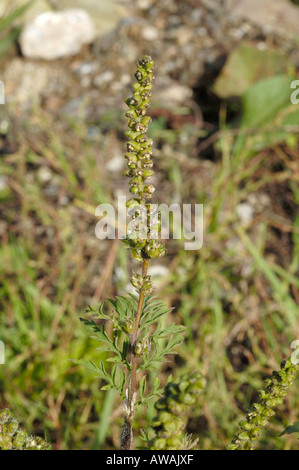 L'herbe à poux, Ambrosia artemisiifolia Banque D'Images