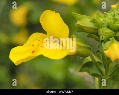 Monkeyflower Mimulus guttatus, Banque D'Images