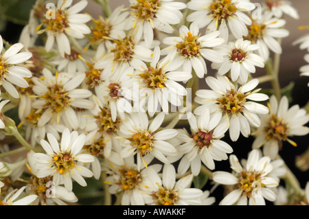 La NOUVELLE ZELANDE Holly, Olearia macrodonta Banque D'Images