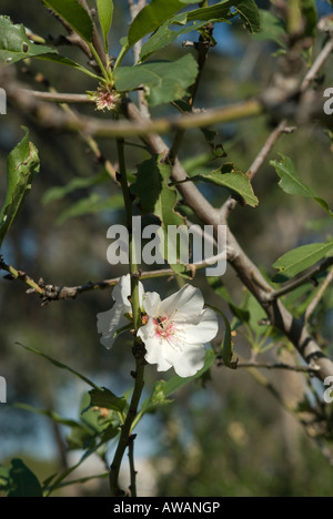 Israël Galilée white Apple Blossoms sur Apple les arbres d'une plantation Banque D'Images