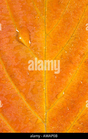 Gouttes d'eau sur des feuilles du cerisier d'automne Banque D'Images