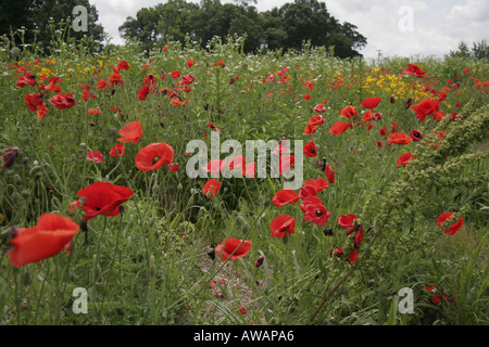 Fleurs jaune et rouge Banque D'Images