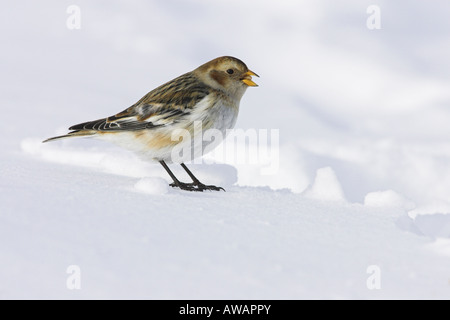 Bruant des neiges Plectrophenax nivalis l'alimentation, tout en se tenant debout sur la neige en Ecosse, Cairngorm en mars. Banque D'Images
