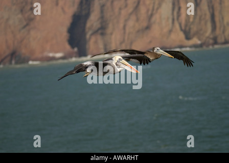 PELICAN Pelecanus thagus péruvienne et les jeunes adultes en vol le long de la côte péruvienne Parc National de Paracas au Pérou Banque D'Images