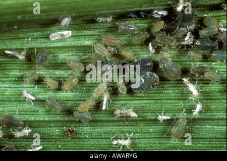 Pucerons des céréales Rhopalosiphum maidis infestation sur une feuille de maïs Banque D'Images