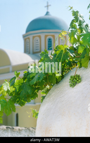 Raisin vert accroché sur un mur blanc, avec l'église au dôme bleu à Santorin, Grèce Banque D'Images