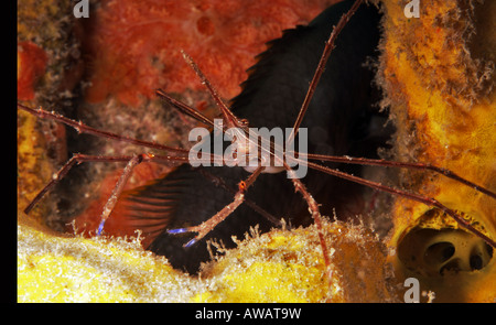 Yellowline stenorhynchus seticornis crabe flèche Banque D'Images