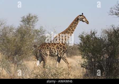 Le sud de girafe en Afrique du Sud Banque D'Images