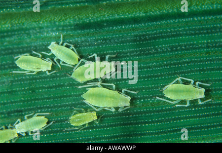 Puceron de grain de rose Metropolophium dirhodum pucerons immatures sur une feuille de blé Banque D'Images