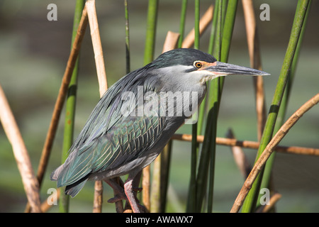 Le héron vert (Butorides virescens) Afrique du Sud Banque D'Images
