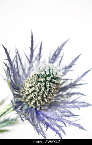 Gros portrait d'une tête de fleur de houle bleu de mer au début du printemps (Eryngium) sur un fond blanc Uni Banque D'Images