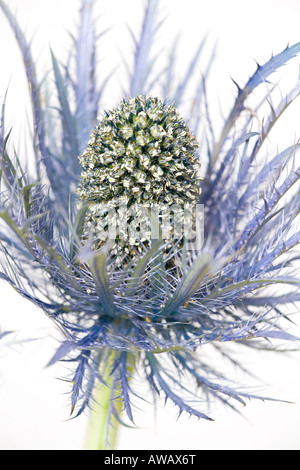 Gros portrait d'une tête de fleur de houle bleu de mer au début du printemps (Eryngium) sur un fond blanc Uni Banque D'Images