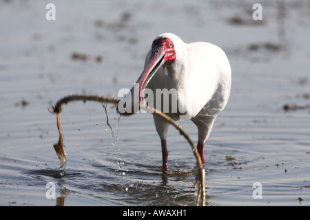 Spatule d'Afrique (platalea alba) à un lac, Afrique du Sud Banque D'Images