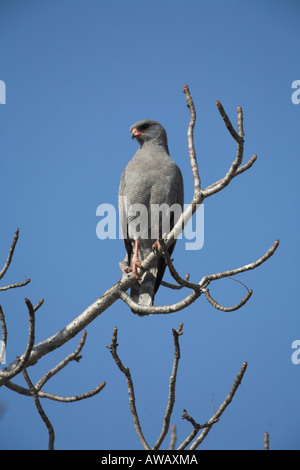 Chant pâle autour des palombes en Afrique du Sud (melierax canorus) Banque D'Images