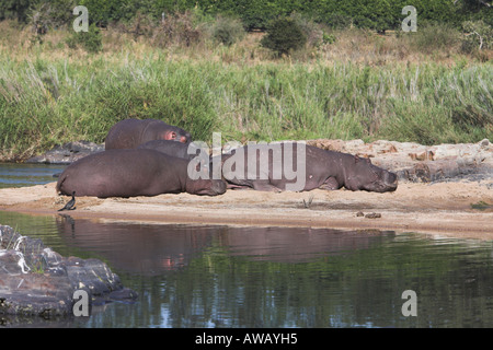 Hippopotame (Hippopotamus amphibius) couchage troupeau, Afrique du Sud Banque D'Images