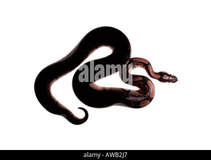 Enroulé d'un serpent Python royal. Banque D'Images