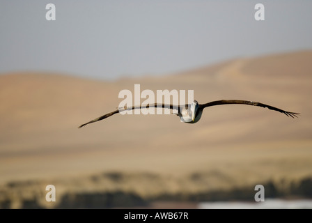 PELICAN Pelecanus thagus péruvien young en vol le long de la côte péruvienne Parc National de Paracas au Pérou Banque D'Images