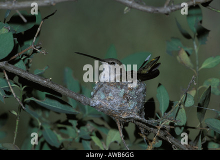 Colibri à gorge noire femelle sur son nid, Archilochus alexandri. Banque D'Images