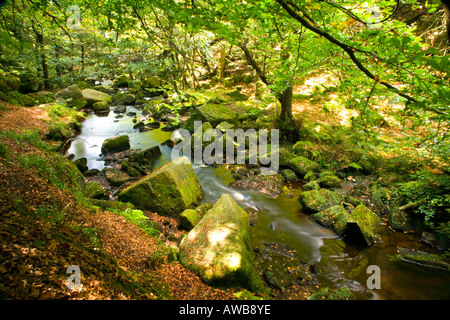 Avis de Burbage Brook Woodland à gorge Padley dans le Derbyshire Peak District Banque D'Images