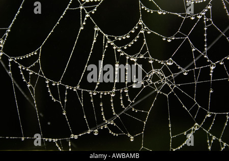 Les gouttelettes d'eau sur un web spiders Banque D'Images