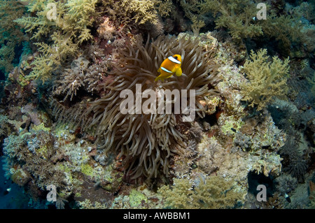 Poisson Clown poisson clown Amphiprion ocellaris ou tentacules droits fondamenteux de grand dans l'anémone de mer rouge. Banque D'Images