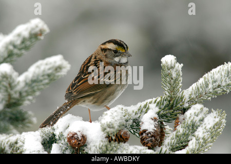 Bruant à gorge blanche perchée dans la neige Sapin Banque D'Images