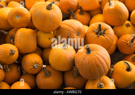 Un grand groupe de citrouilles Banque D'Images