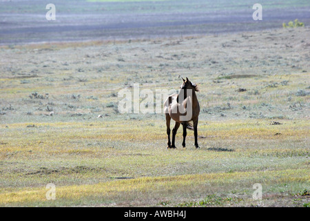 Cheval sauvage dans la prairie du Dakota du Sud Banque D'Images