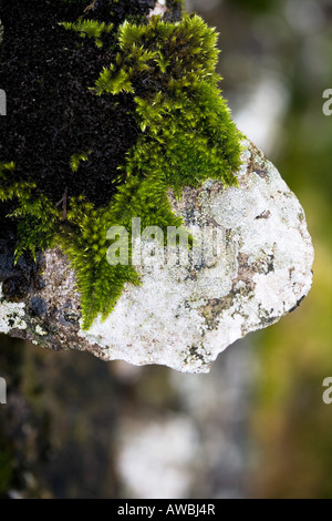 Moss sur mur en pierre sèche dans la région de Cumbria. UK. Abstract Banque D'Images