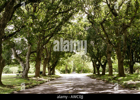 Sir Seewoosagur Ramgoolam Botanical Gardens, pamplemousses, Ile Maurice Banque D'Images