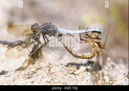 Les écrémeurs (Orthetrum coerulescens carénées) l'accouplement. Banque D'Images