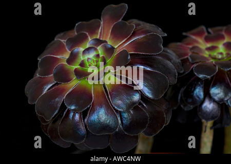 Un gros portrait d'une plante sucreuse presque noire de l'Aeonium 'Zwartkop' sur fond noir Banque D'Images