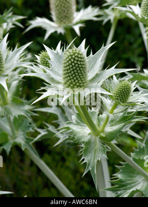 Holly mer géant (Eryngium giganteum) Banque D'Images