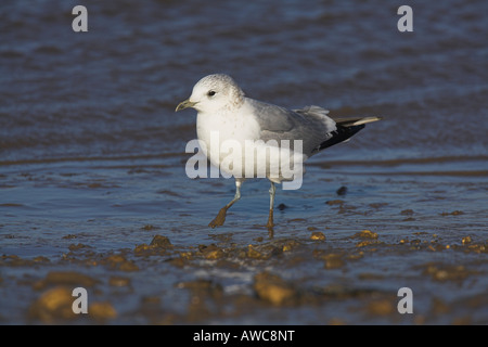 Goéland cendré Larus canus balade au bord de l'eau de l'estuaire à Brancaster Staithe, Norfolk, en février. Banque D'Images