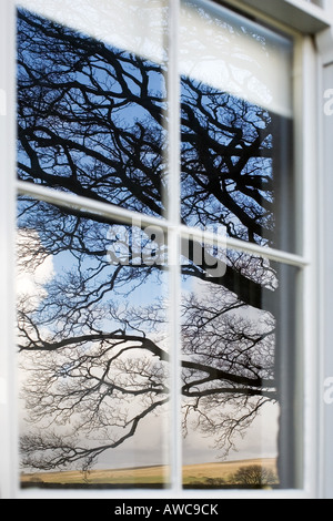 La réflexion d'un chêne sur la vitre d'une fenêtre à guillotine. Waitby Waitby, école, Cumbria. UK Banque D'Images