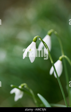 Galanthus nivalis. Perce-neige contre un arrière-plan vert Banque D'Images