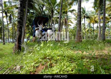 Fermes DE COCO SUR Tamil Nadu PLAINES D'UN CUMBUM PRÈS DE KUMILY THEKKADY Banque D'Images