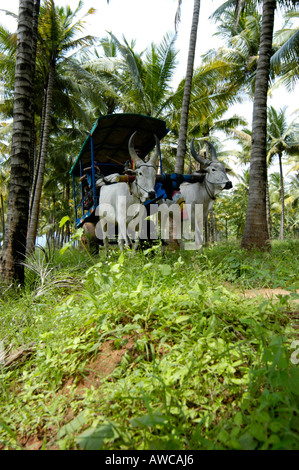 Fermes DE COCO SUR Tamil Nadu PLAINES D'UN CUMBUM PRÈS DE KUMILY THEKKADY Banque D'Images