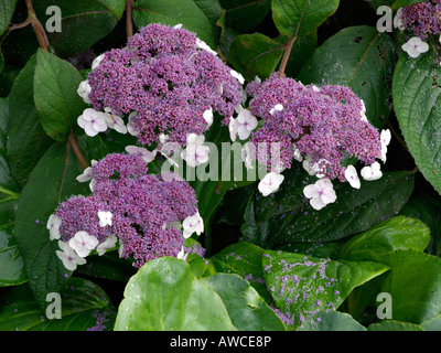 Sargent est l'Hydrangea aspera subsp. sargentiana (Hortensia) Banque D'Images