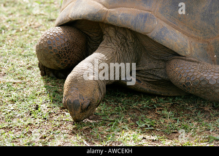 Tortues géantes, Sir Seewoosagur Ramgoolam Botanical Gardens, l'Ile Maurice Banque D'Images