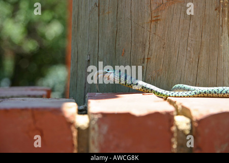 Gecko mange serpent Banque D'Images