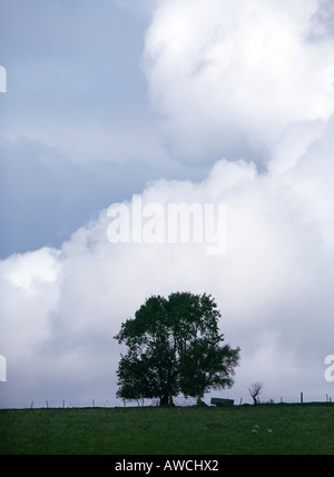 Tree silhouetted against a cloudy sky gallois gris Banque D'Images