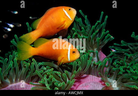 Les Maldives poisson clown Amphiprion nigripes endémique de l'Océan Indien Maldives atoll Meemu Banque D'Images