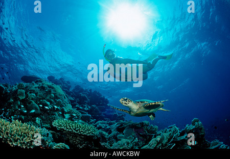 La tortue imbriquée Eretmochelys imbricata plongeur de la peau et de l'Océan Indien Maldives atoll Meemu Banque D'Images